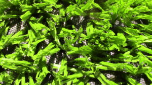 Campo Grama Sintetica Pronto 2(1)