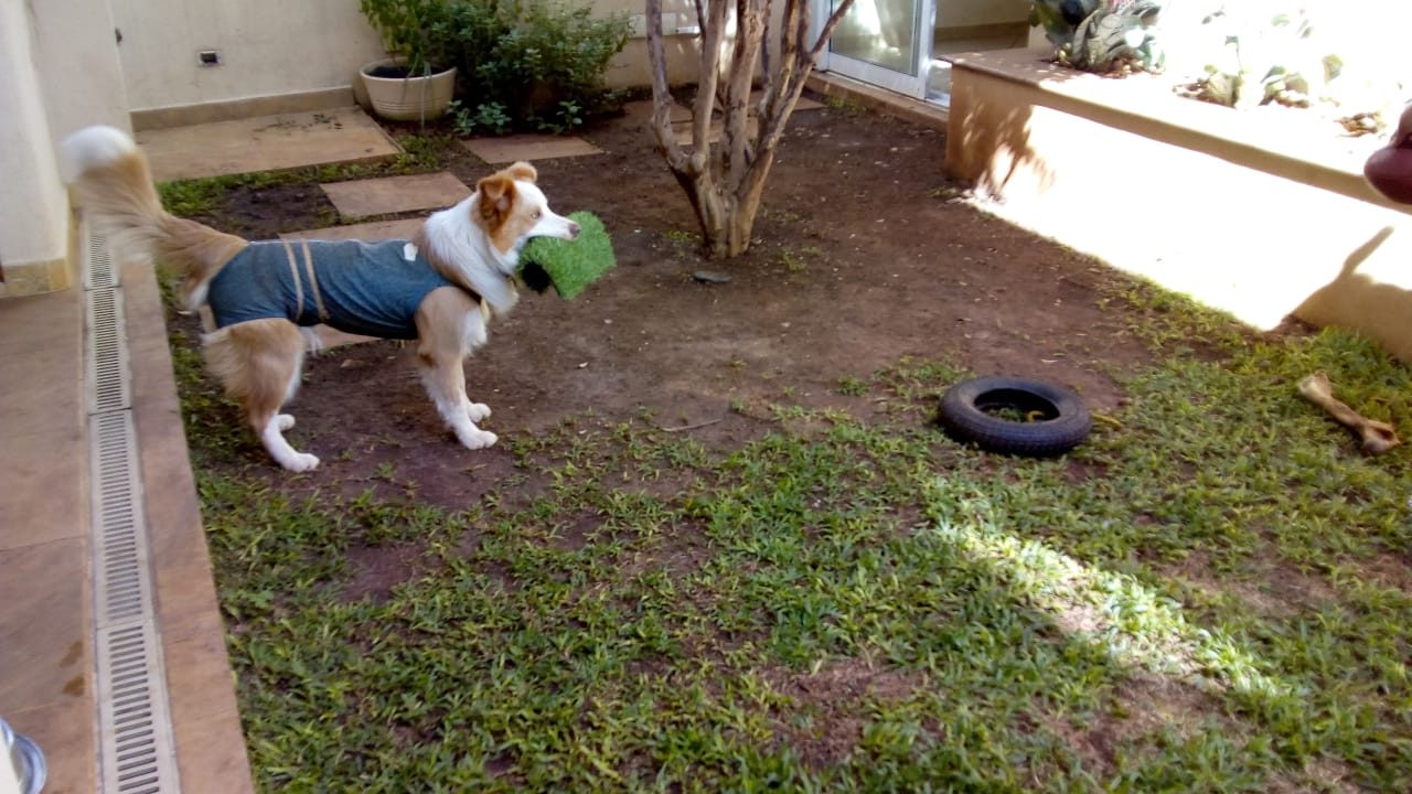 Jardim com Grama natural degradada