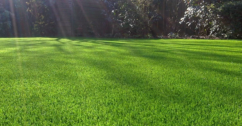 Mangueira molhando o gramado do quintal para refrescar a superfície